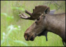 ein prchtiger Elch (Moose)