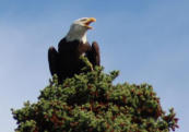 Whitehead Eagle